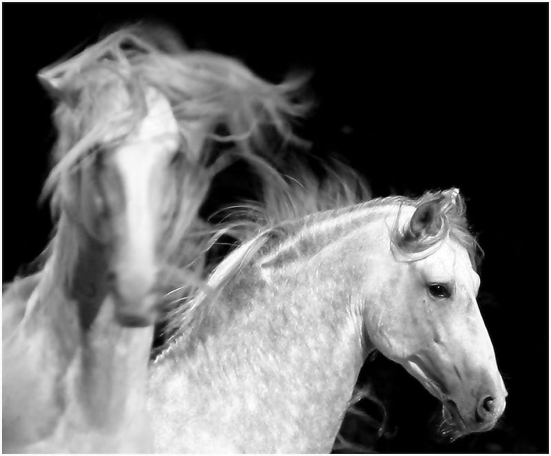 Ghosts In The Darkness, ghosts, spanish horse, white, andalusian, animals, horses, spanish, HD wallpaper