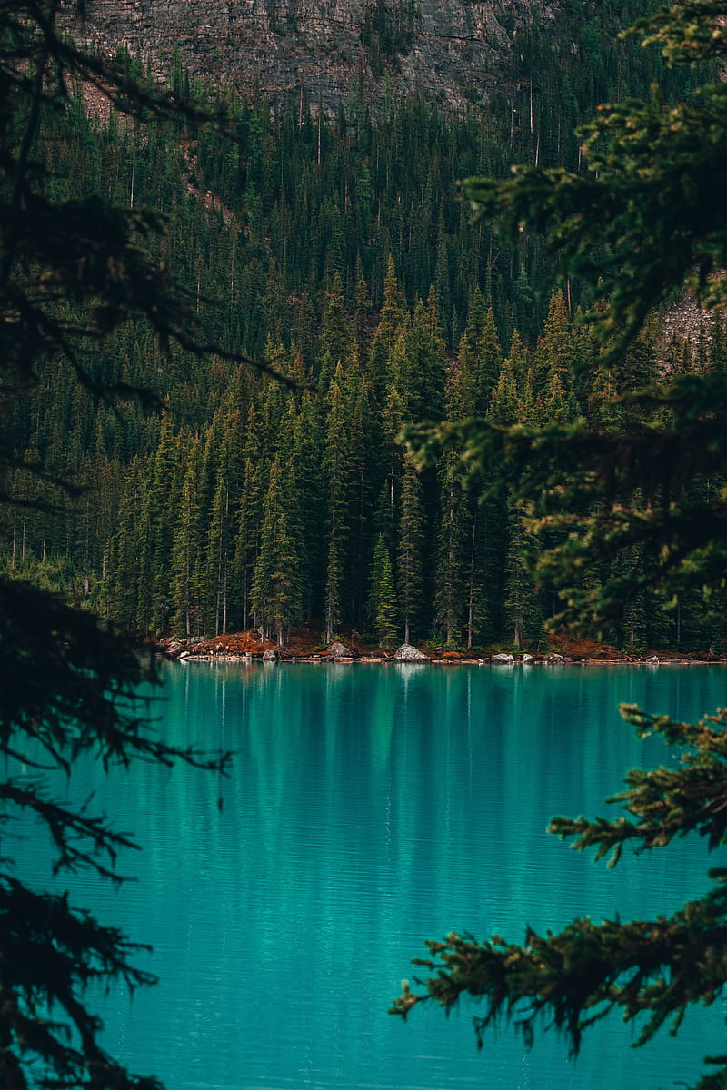 lake, coast, forest, pine trees, trees, water, HD phone wallpaper