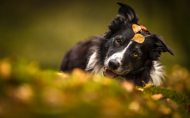 border collie, cute dog, autumn, yellow leaves, black and white dog, pets, HD wallpaper