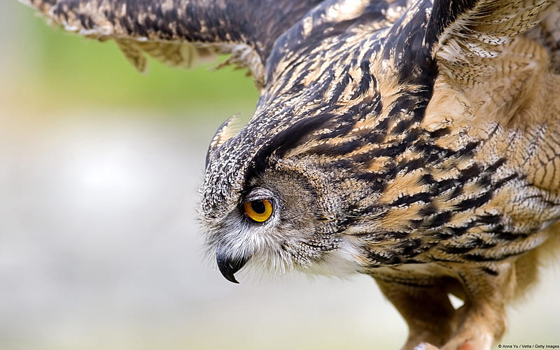 Eagle Owl-Windows 10, HD wallpaper