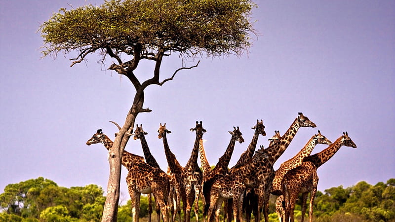 giraffes, herds, animals, dessert, HD wallpaper