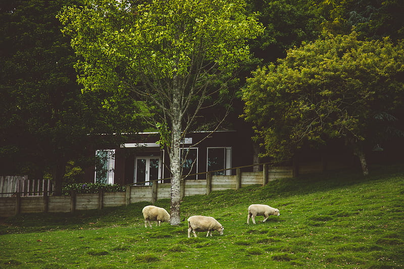 sheep, animals, trees, meadow, HD wallpaper