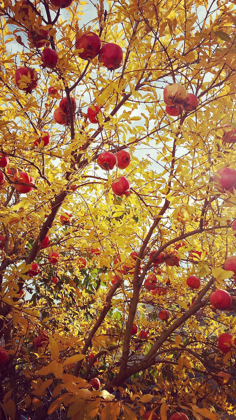 Pomegranate tree, autumn, three, HD phone wallpaper