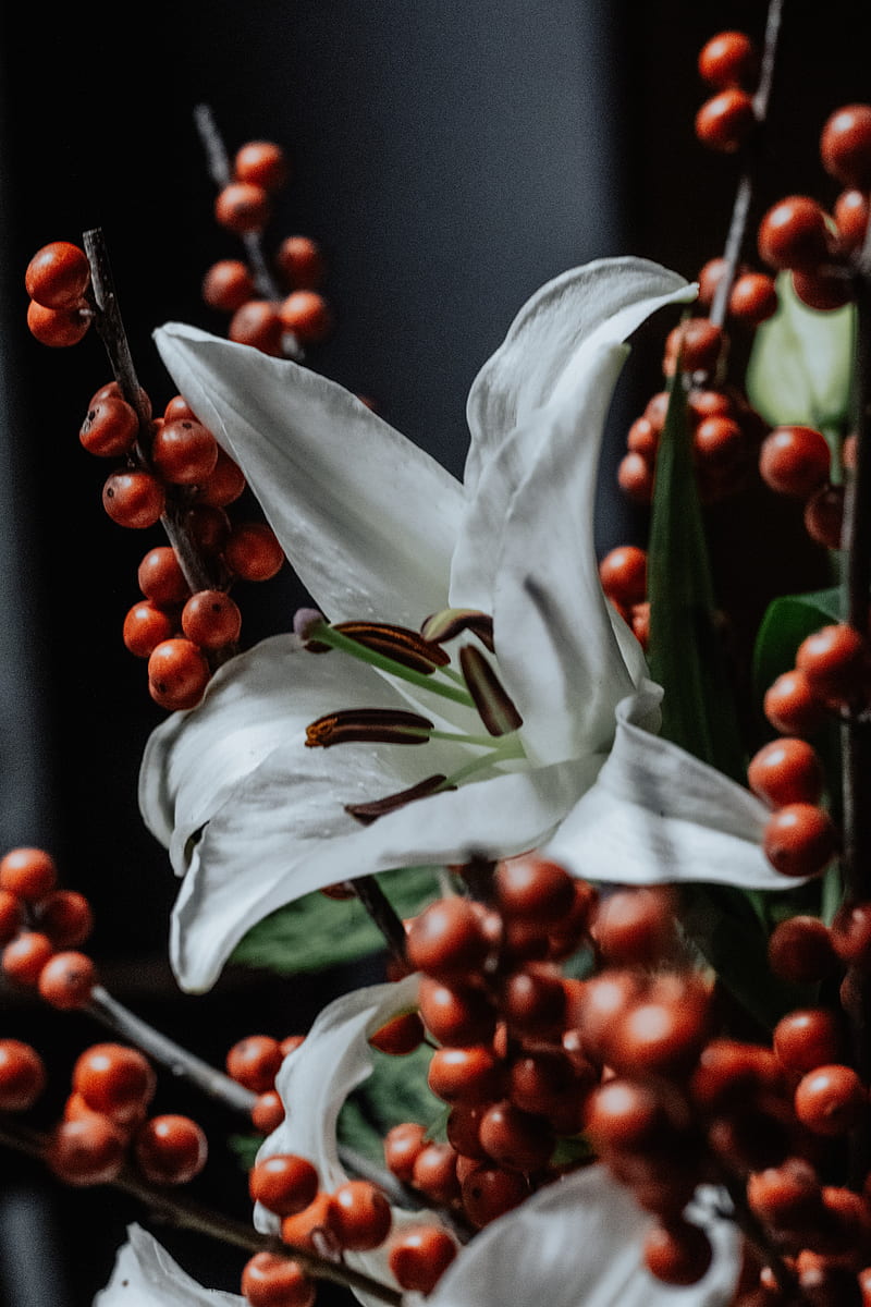 lily, flower, white, berry, plant, HD phone wallpaper