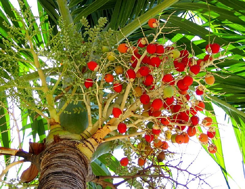 Tree Top, fruit, tree, fronds, palm, trunk, HD wallpaper