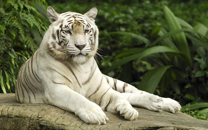 Tigris, bengal, wild, wildlife, tiger, white, cat, animal, HD wallpaper