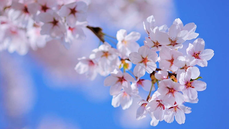 White Spring Blossom Flowers In Sky Background Flowers, HD wallpaper