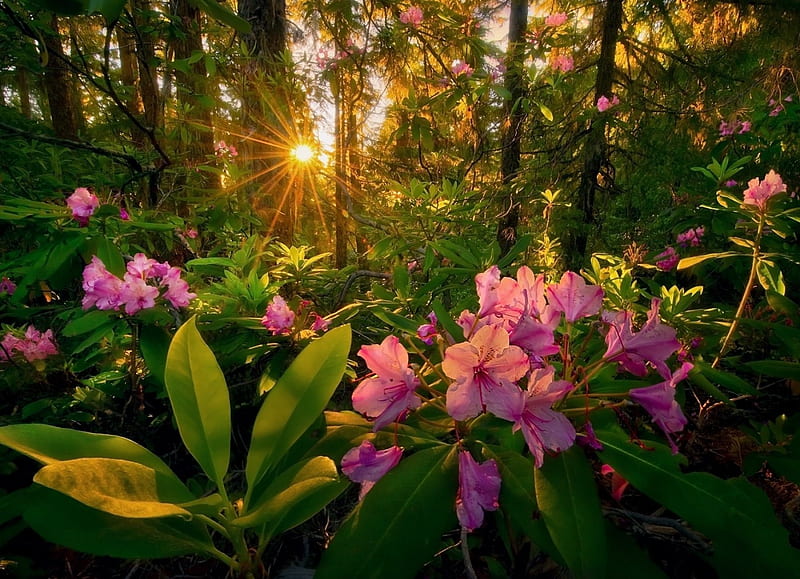Forest Flowers At Sunset, forest, bonito, sunset, spring, trees, green, flowers, sun rays, pink, HD wallpaper