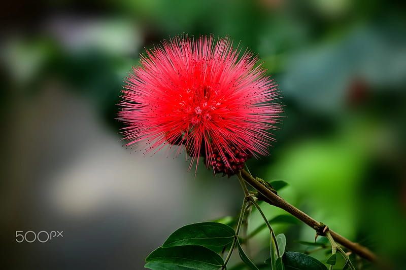 Palabras clave de fondo de pantalla: flor de soplo  Peakpx