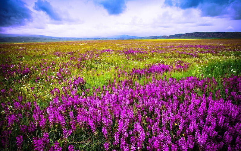 Wild Flowers in the Mountain, mountain, purple, flowers, fields, clouds, sky, HD wallpaper