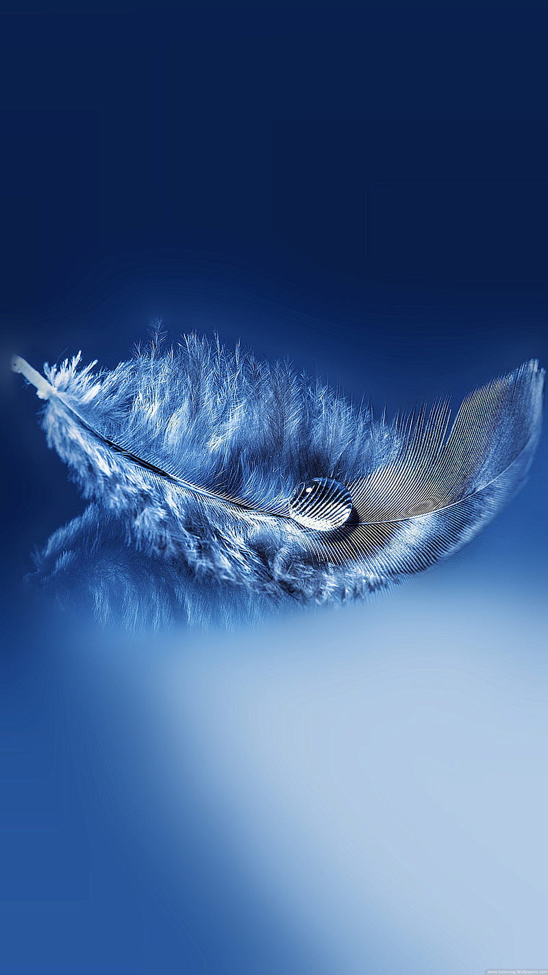 feather, blue, drop, water, HD phone wallpaper