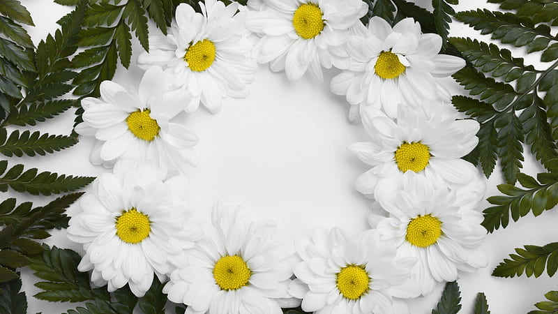 Chrysanthemum White Flowers Round Green Leaves Flowers, HD wallpaper