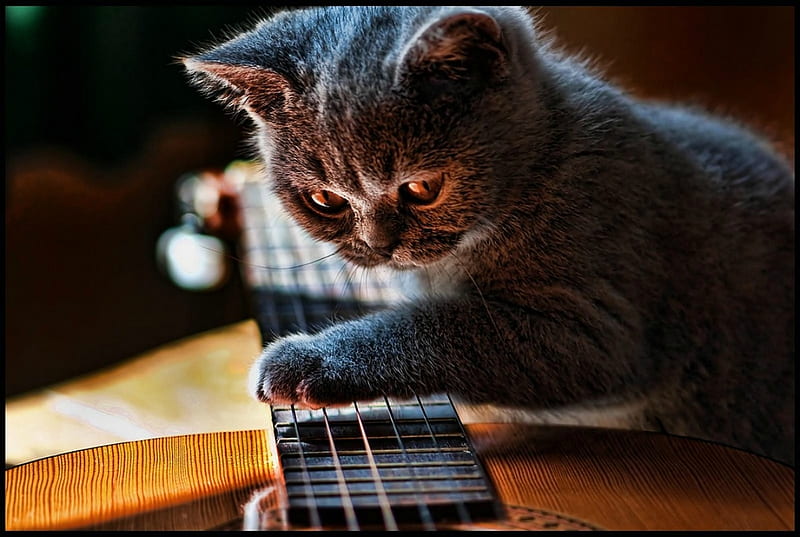 The guitarist, instrument, guitar, paw, funny, cat, strings, pisica, HD wallpaper