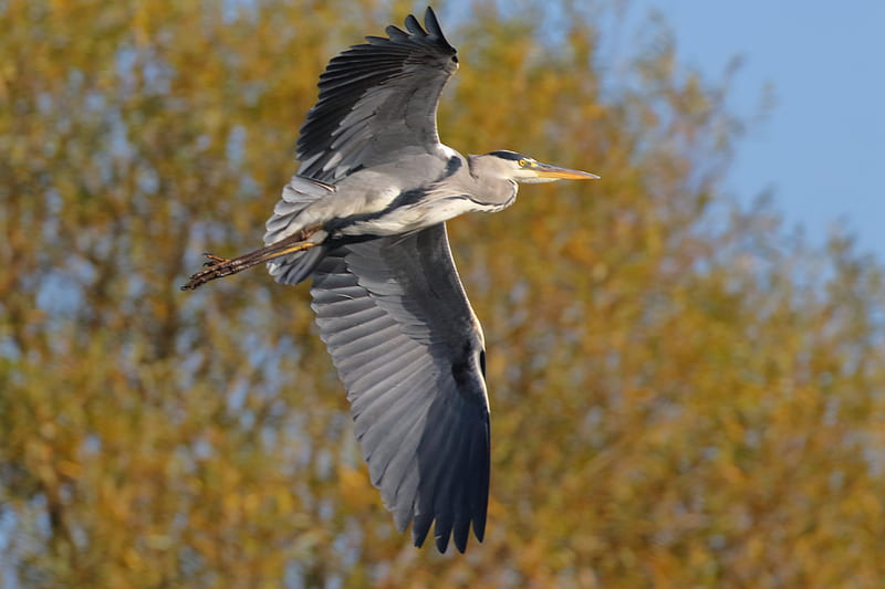 Grey Heron (Ardea cinerea) in flight, bonito, heron, britishbird, bird, birdsin flight, ardea, HD wallpaper