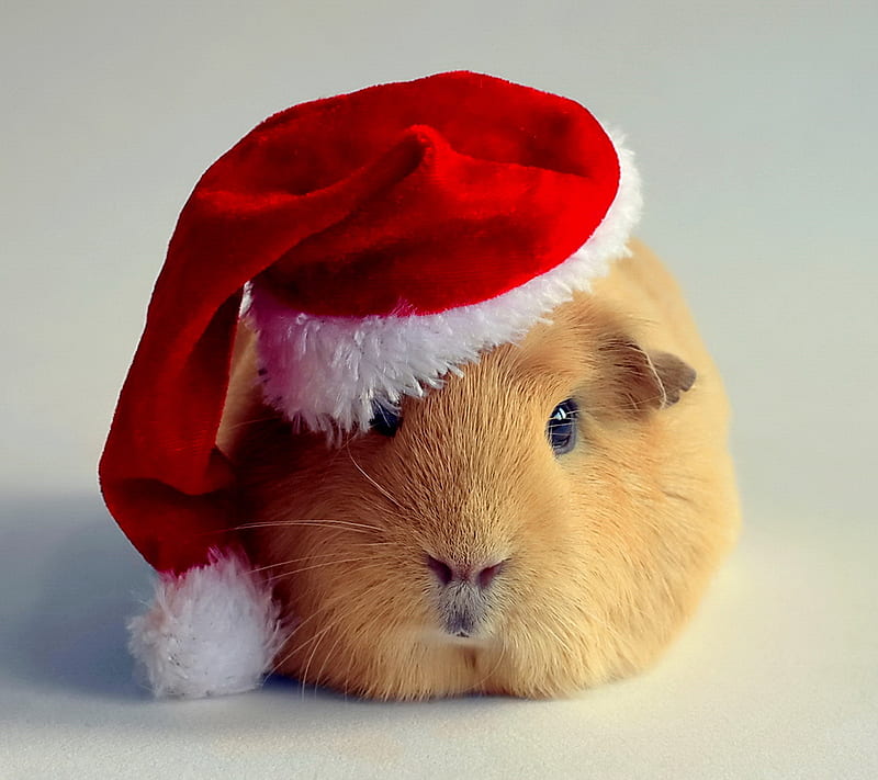 Guinea Santa, christmas, guinea, pig, santa, HD wallpaper