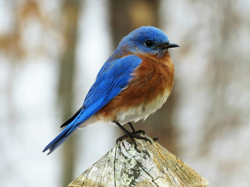 Bluebird = happiness  Beautiful birds, Wild birds, Blue bird
