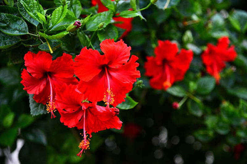 Hibiscus, Red, Flowers, Nature, HD wallpaper