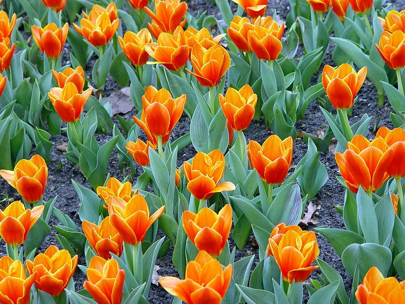 Orange tulips, flowers, nature, tulips, orange, HD wallpaper