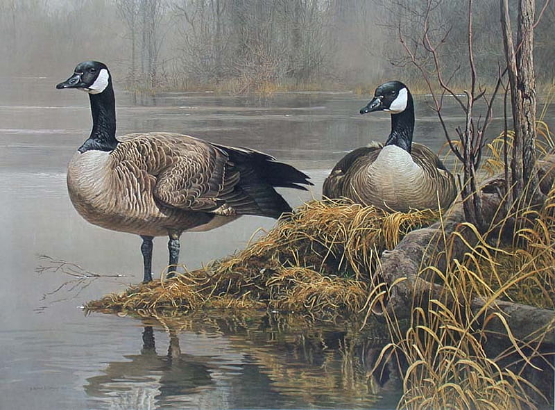 Canadian Geese, family, bank, goose, lake, gander, HD wallpaper