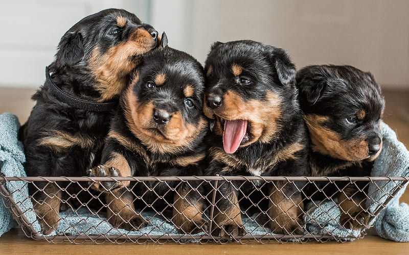Rottweiler, Puppies, domestic dog quartet, cute animals, small dogs, HD wallpaper