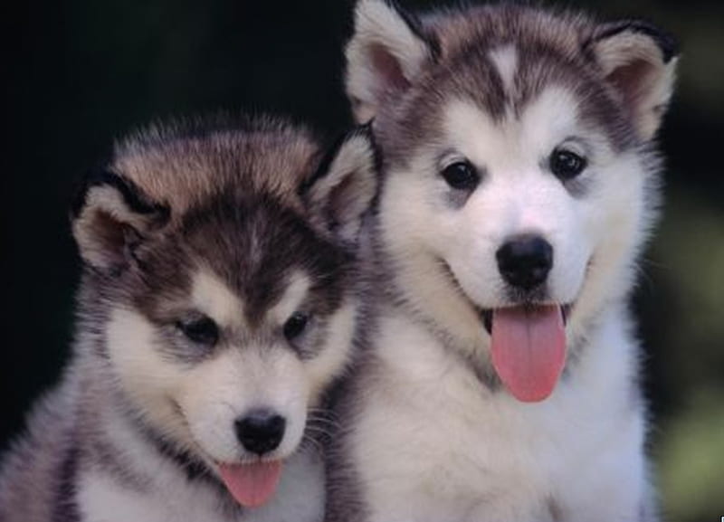 Pups, siberian, duo, two, huskys, twins, animals, dogs, pair, HD wallpaper