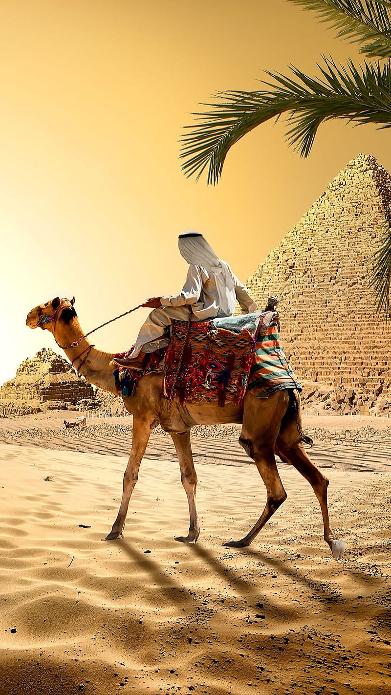 Arab man, camel, desert, egypt, male, palm tree, pyramid, sand, HD phone wallpaper