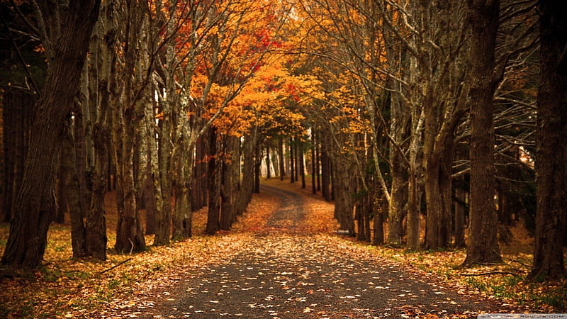 Late Autumn, red, autumn, leaves, orange, road, trees, HD wallpaper