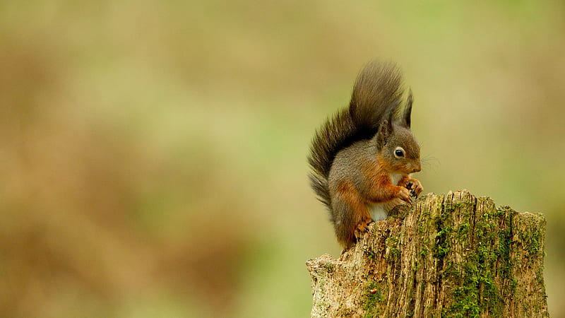 Fox Squirrel Is Standing On Top Of Wood Squirrel, HD wallpaper