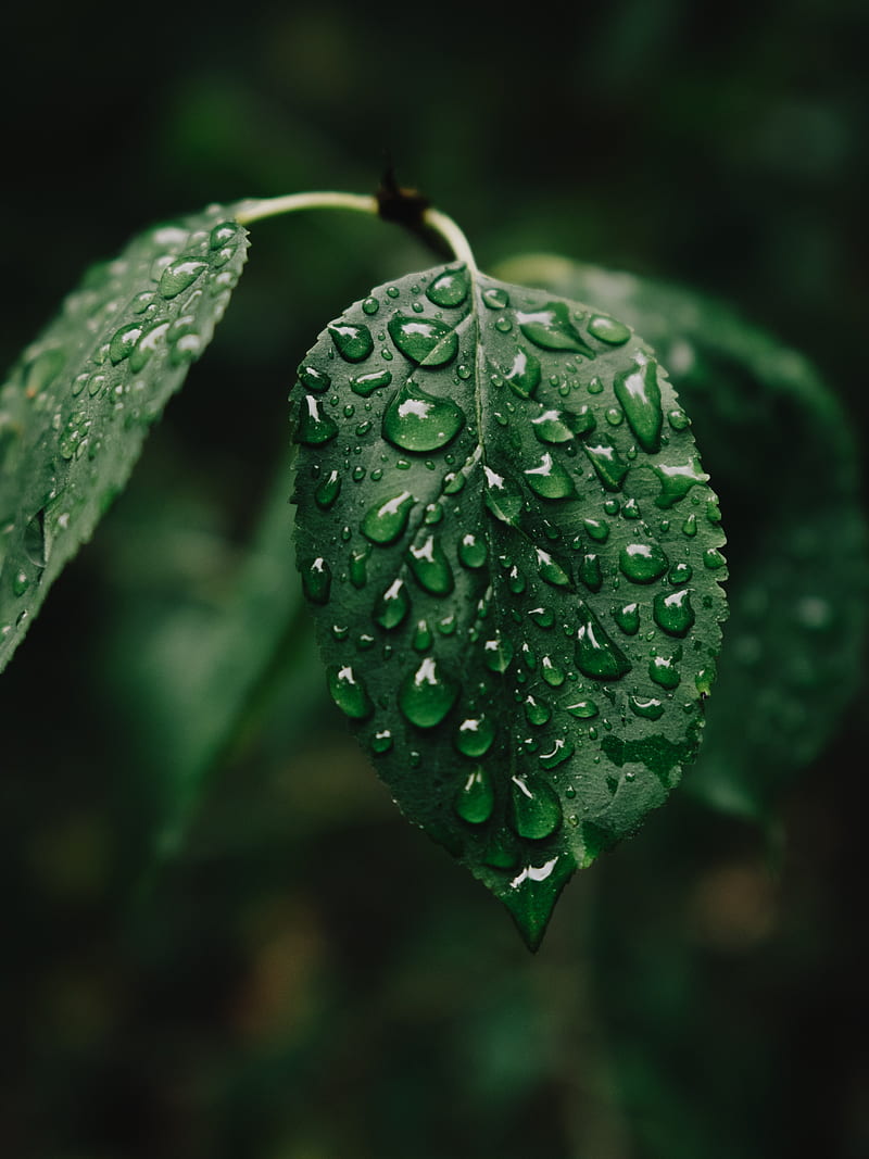 leaf, drops, wet, water, HD phone wallpaper