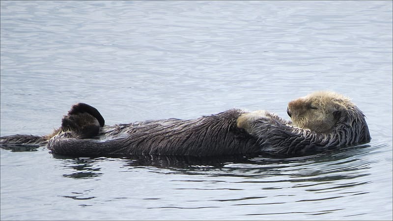 Animal, Otter, HD wallpaper