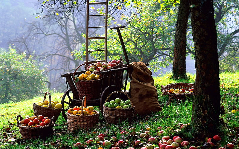 Apple harvesting, apples, cart, nature, orchards, baskets, pretty, red, grass, ladder, trees, shades, green, HD wallpaper