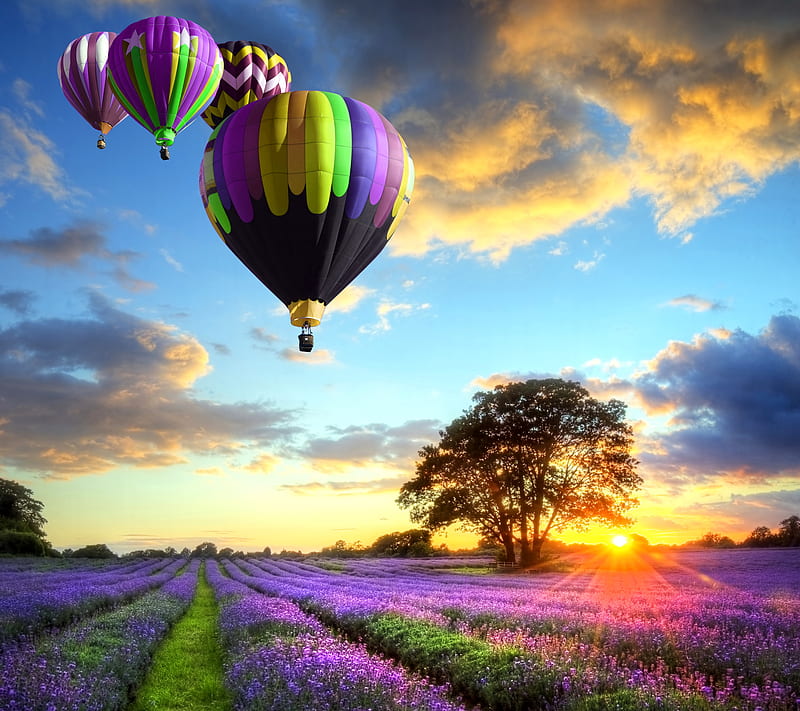 Lavender Field, balloons, flowers, sunset, HD wallpaper