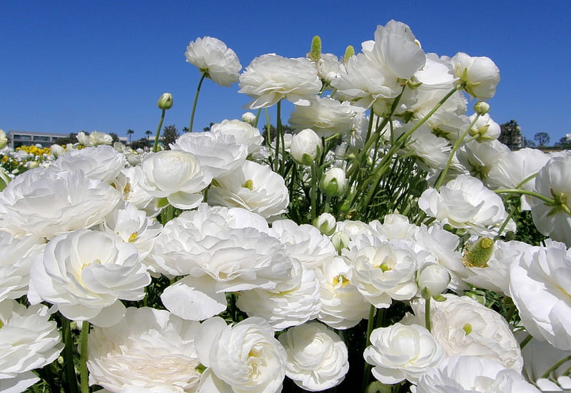 *** Ranunculus - Buttercup Asian ***, flowers, color, nature, white, HD wallpaper