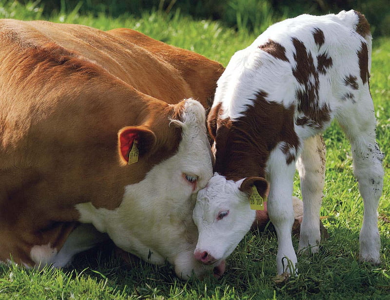 Mama cow with her baby, cow, grass, mama, son, baby, HD wallpaper