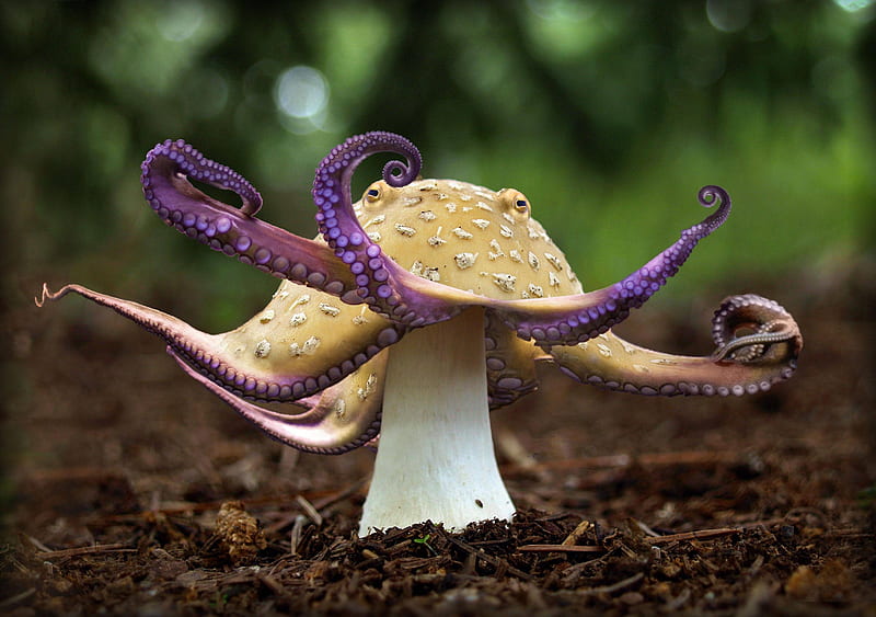 The poisonous Mushroctopus, fantasy, green, mushroom, octopuss, funny, creative, pink, HD wallpaper
