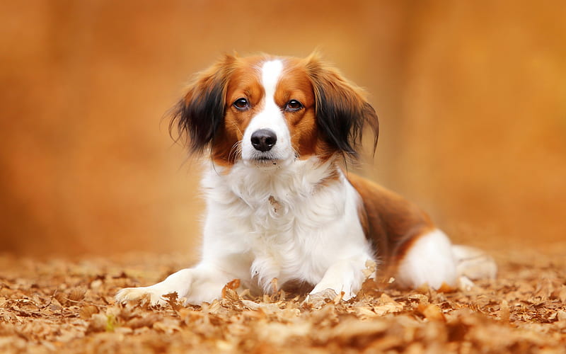 Kooikerhondje, spaniel, autumn, yellow leaves, park, white-brown dog, pets, cute animals, dogs, HD wallpaper