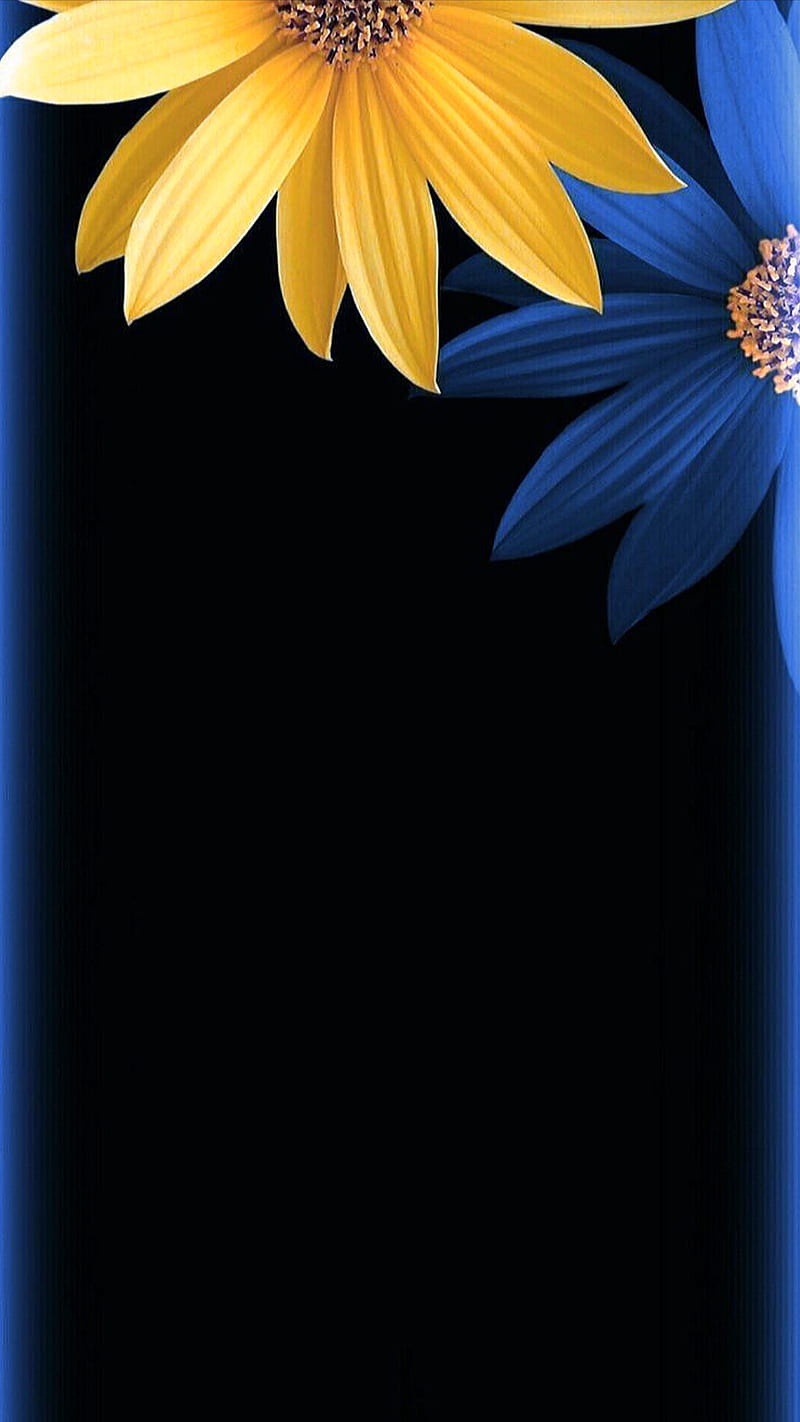 Flowers, background, flower, yellow, black, edge, blue, HD phone wallpaper