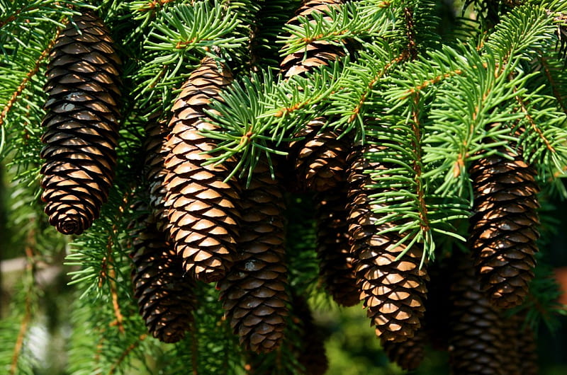 Pine Cones, Brown, Green, Pine Cone, Nature, HD wallpaper