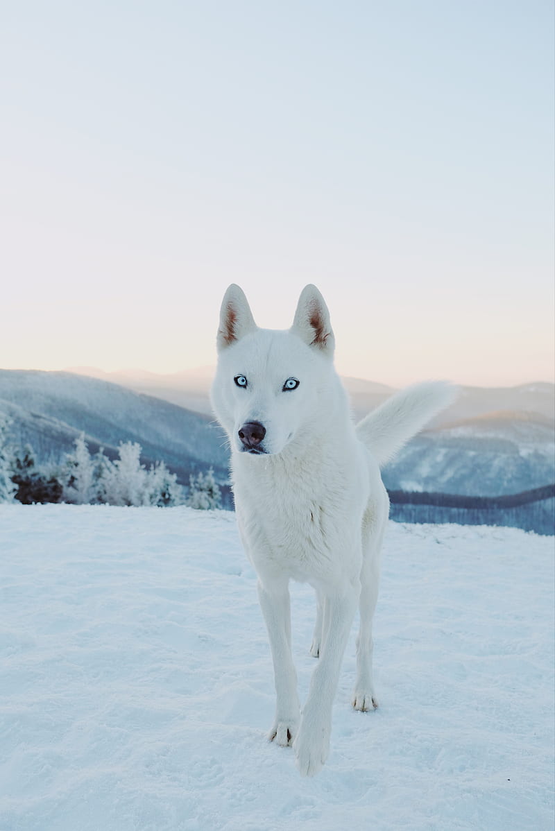 husky, dog, white, snow, HD phone wallpaper