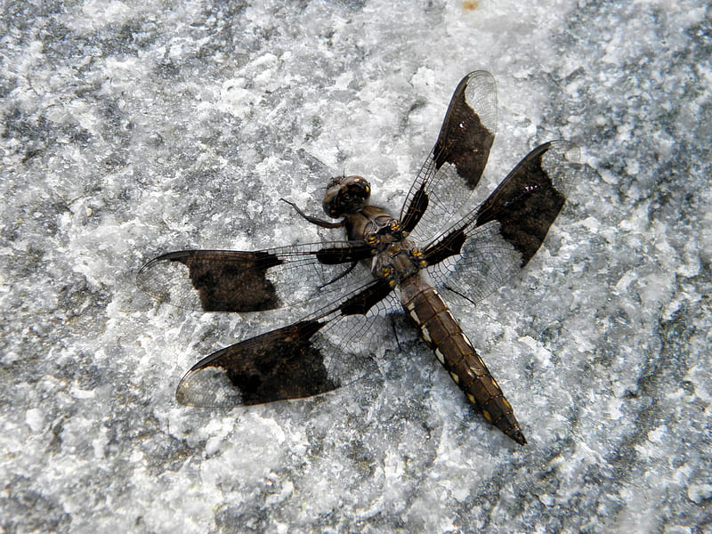 dragonfly, bug, rock, summer, black, HD wallpaper