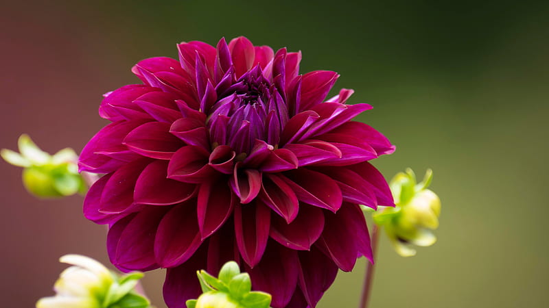 Closeup View Of Purple Cluster Petaled Flower Spring, HD wallpaper