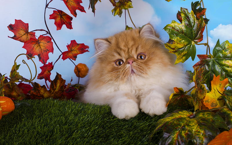 Siamese cat, fluffy brown cat, pets, cute animals, cats, HD wallpaper