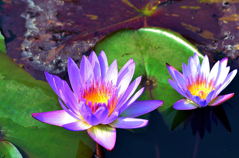 Blue Lotus, blossoms, pond, waterlily, leaves, HD wallpaper