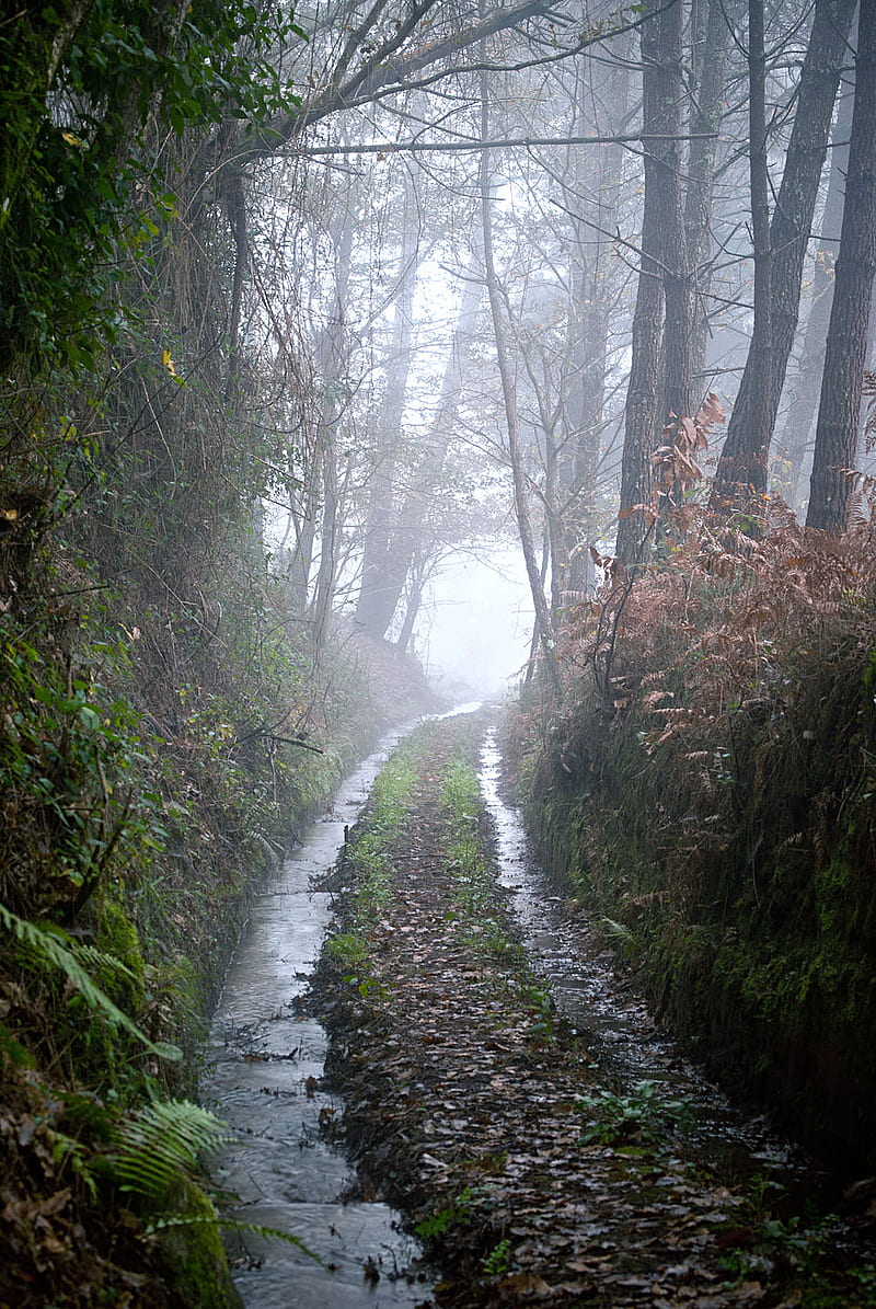 Water Trail, fog, gree, nature, HD phone wallpaper