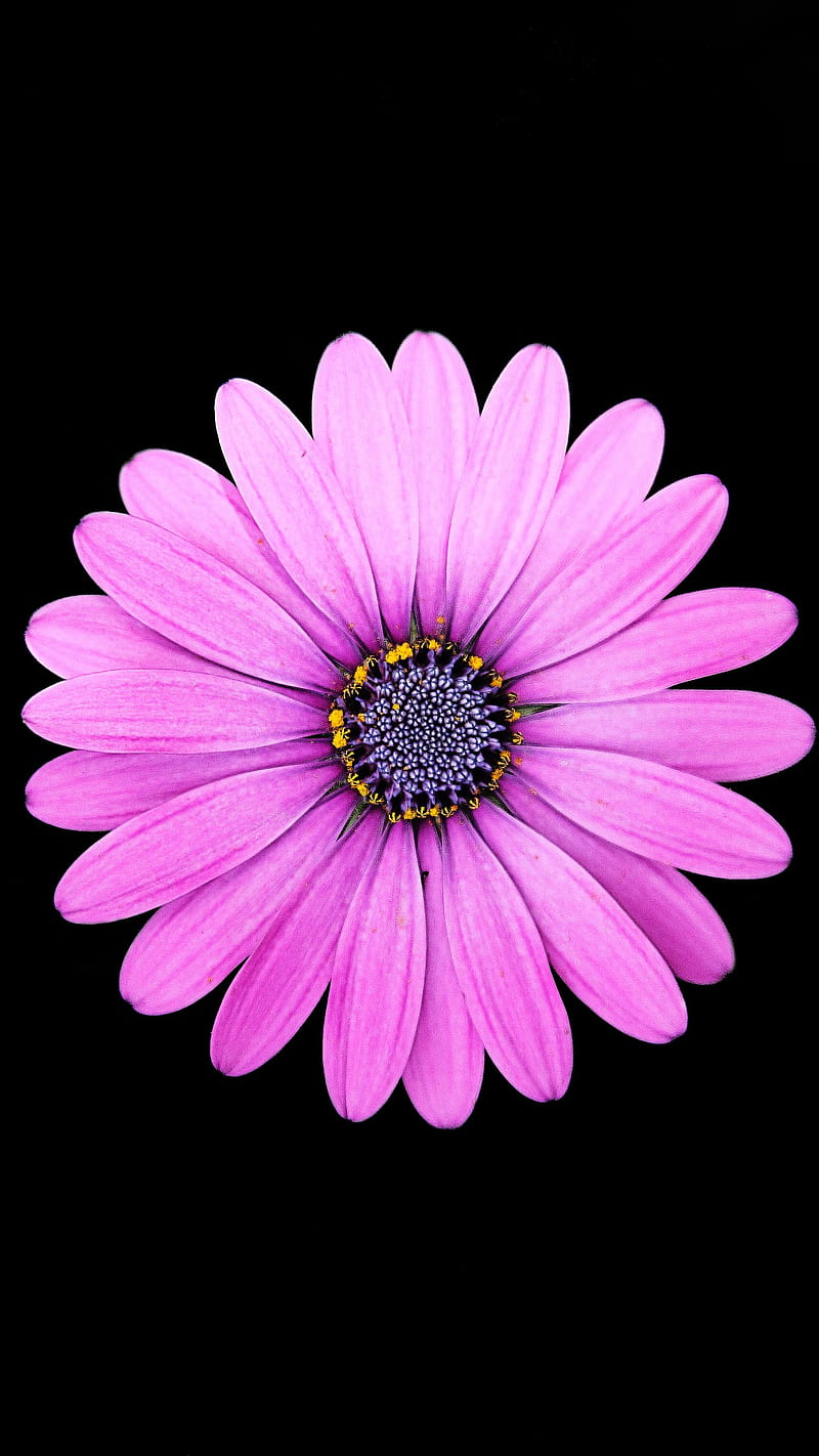 Purple Flower , nature, lockscreen, background, HD phone wallpaper