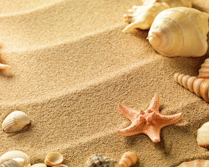 Shells and starfish, nature, shells, sands, starfish, HD wallpaper