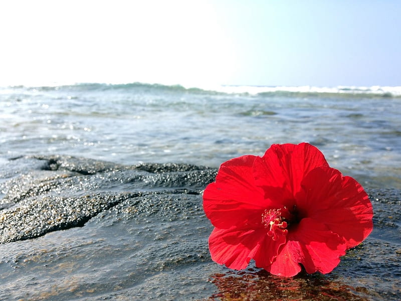 Red Hibiscus, Red, Hibiscus, Rocks, Flower, beach, HD wallpaper
