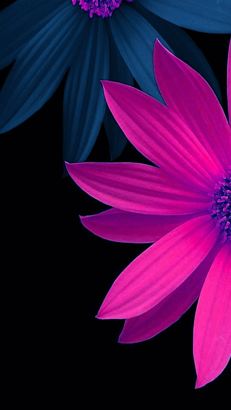 Flor morada, negro, , flores, gris, Fondo de pantalla de teléfono HD |  Peakpx