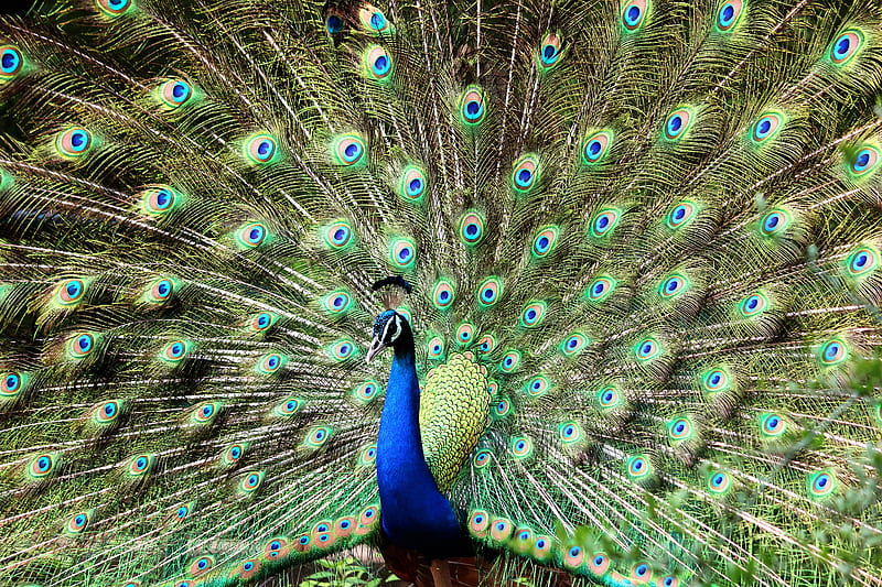 Blue and Green Peacock, HD wallpaper