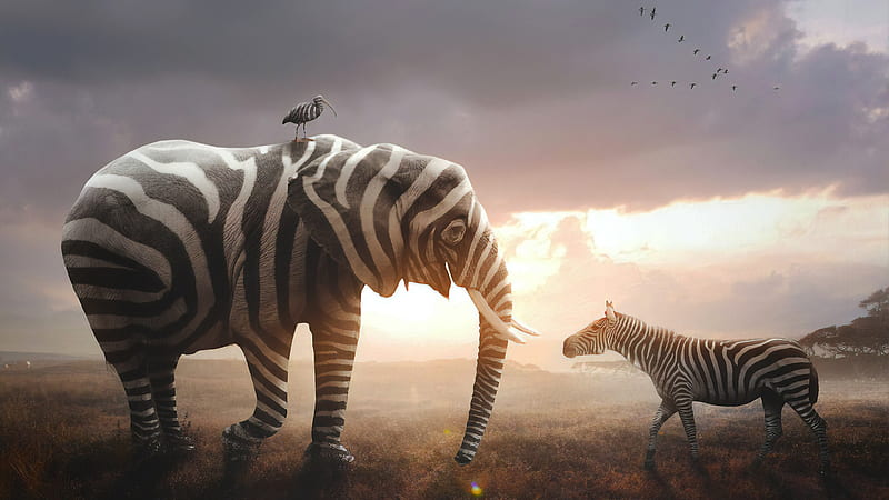 I am new here, fantasy, bird, elephant, funny, zebra, creative, kevron2001, animal, HD wallpaper